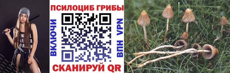 kraken зеркало  Межгорье  Псилоцибиновые грибы Psilocybe 